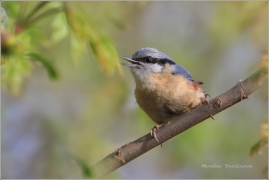 <p>BRHLÍK LESNÍ (Sitta europaea)
</p>